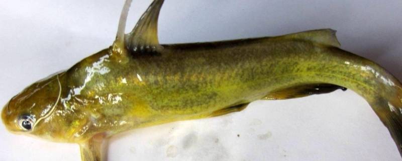 腰丝鱼又叫什么名字（腰丝鱼又叫什么名字好听）