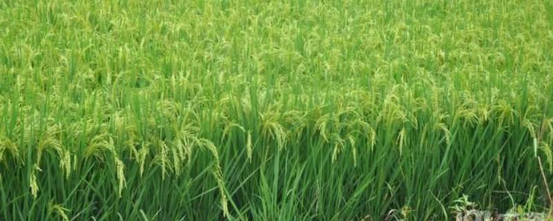 晶两优华占种子要浸多长时间（晶两优华占种子多少钱一斤）