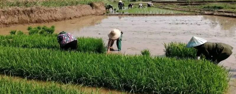 迈栽秧属于哪里