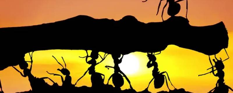 蚂蚁骡子长什么样 蚂蚁骡子长什么样图片