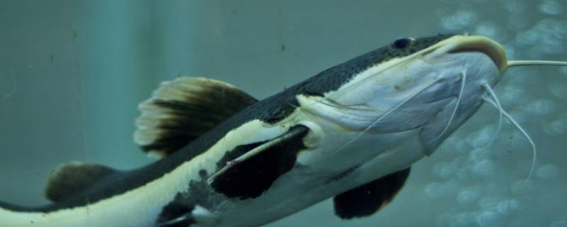 鲶鱼肉一圈一圈的是怎么回事 鲶鱼吃起来像肥肉