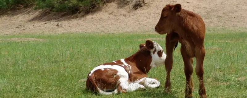 牛犊前膀子掰了怎么办 小牛犊胯掉了怎么办