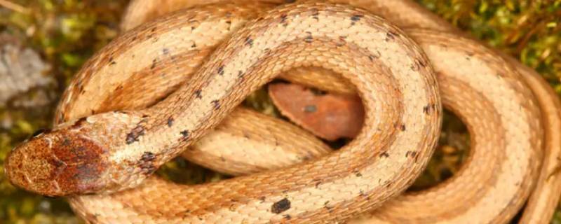 意境画打一动物（画一幅以动物为主题的画）