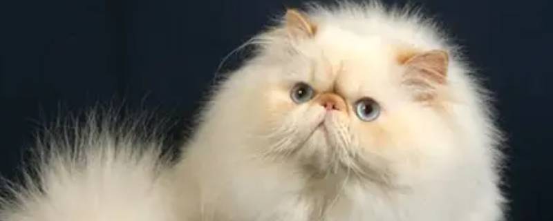 民宿开猫舍能不能告他 猫舍公寓民宿怎么样