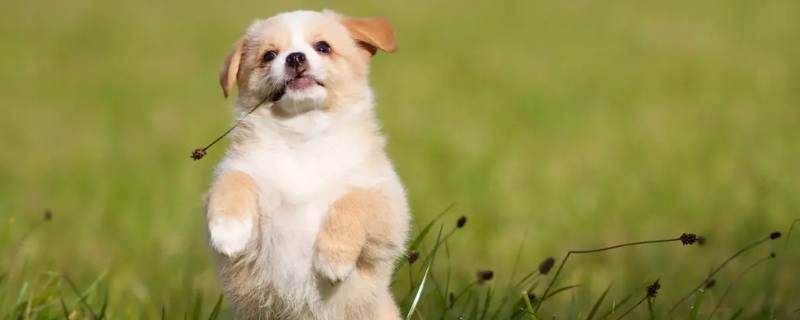 蝙蝠和狗谁色弱 蝙蝠跟狗很像