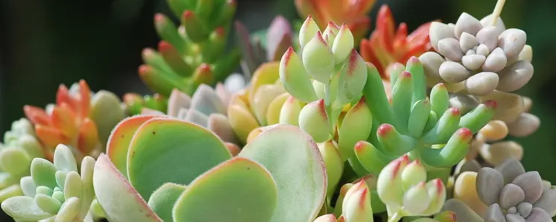 冰魄多肉好度夏吗 冰魄多肉植物