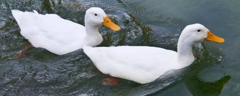 鸭子河里捉鱼吃为什么捉不完（鸭子能抓到鱼吗）