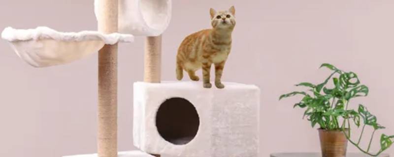猫爬架上的细菌病毒能被风吹走吗（猫爬架发霉）