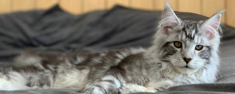 缅因猫公母一起养好吗 缅因猫和其他小猫一起养