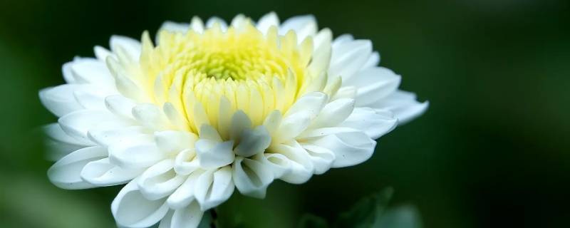 鲜花店可以扎哀悼花吗 到花店买花说扎一束花可以吗