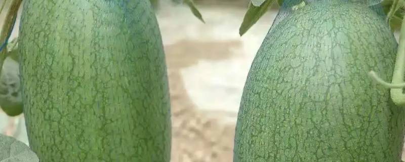 三林崩瓜和特小凤区别