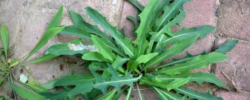 顺义湿地周围哪有苦菜