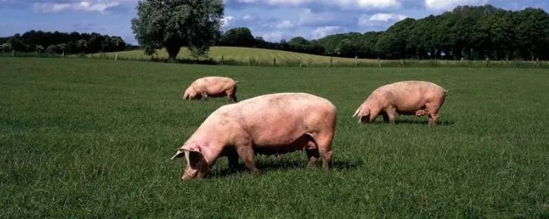 阿亚库孜是什么意思（阿依孜巴是什么意思）