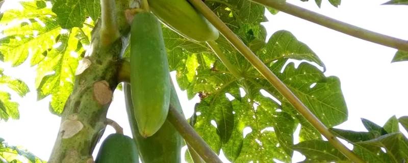 木瓜树结完一次果实还能再结果么（木瓜树多久可以结果子）