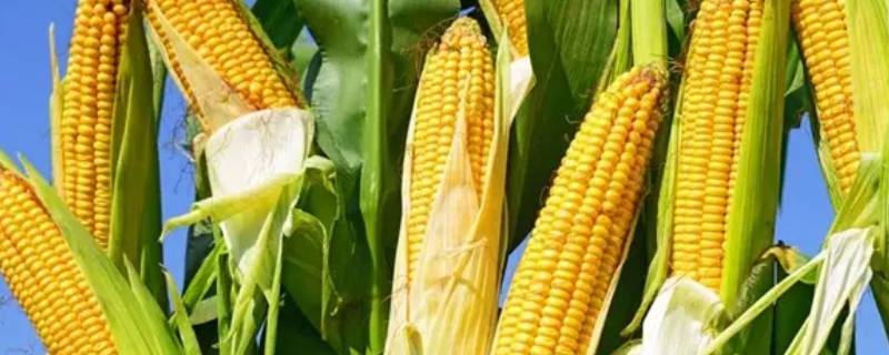 补玉米苗扣籽吗 怎么补玉米苗