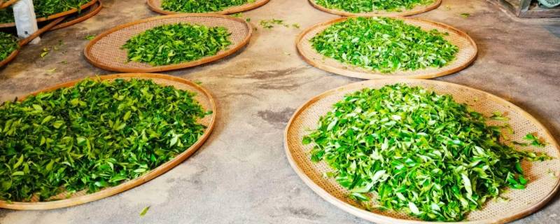 岩茶摇青是摇出青味还是清味 岩茶摇青是摇出青味还是清味好