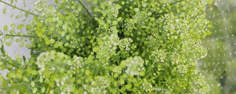 绿铃草育苗方法 绿豆育苗方法