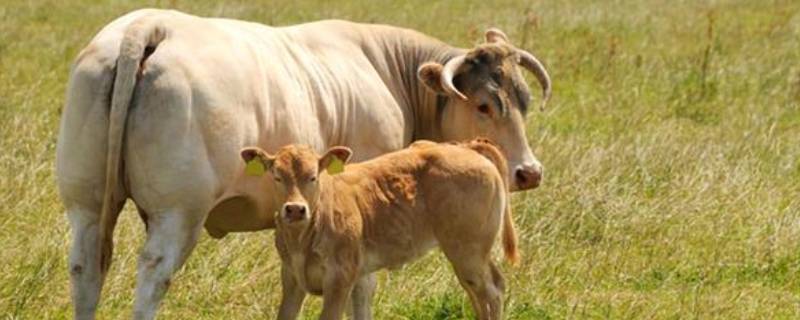 小母牛找大象是啥意思（小母牛找大象是啥意思啊）