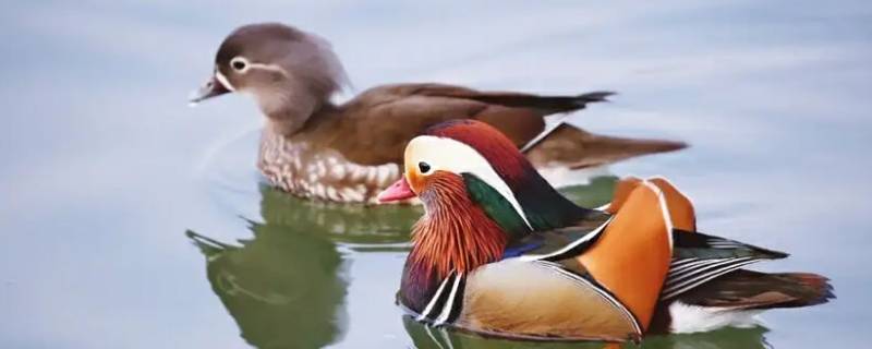 纹鸳并代表数字几 鸳鸯代表什么数字