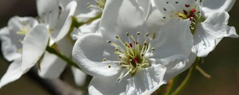 驿路梨花为什么用大量的笔墨（驿路梨花中四处写梨花有什么作用）