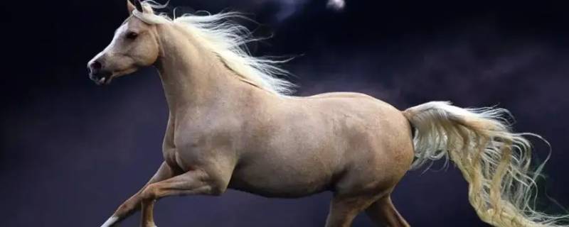 长钢无砟轨道道床是代表什么生肖