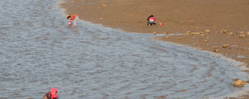 星光岛赶海位置（星光岛赶海位置在哪）