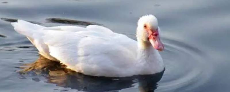 对青烤鸽店鸭子能吃吗