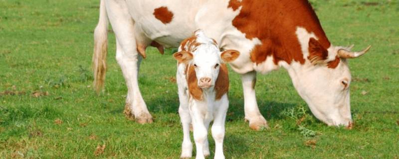 小牛断奶器刺朝上还是朝下