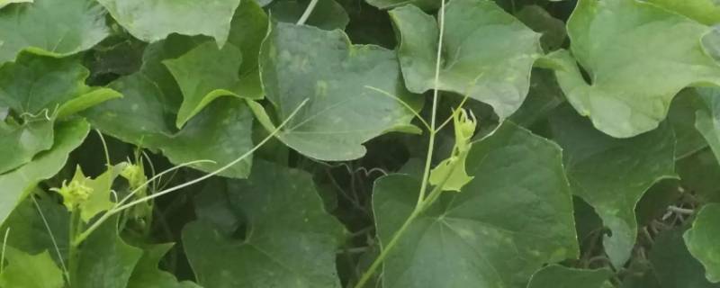 瓜根旁有草咋办