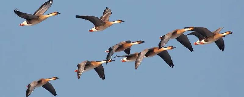 浙江几月可以看到大雁（浙江几月可以看到大雁了）