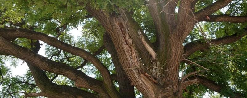 槐树滴在什么时候不滴油 槐树滴在什么时候不滴油脂