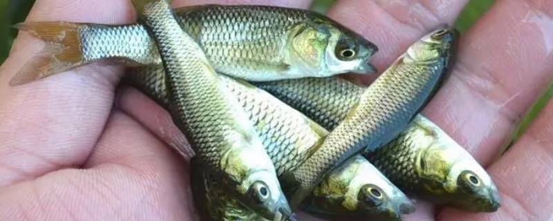 草鱼苗发病期能喂食吗 草鱼鱼苗多久可以喂草