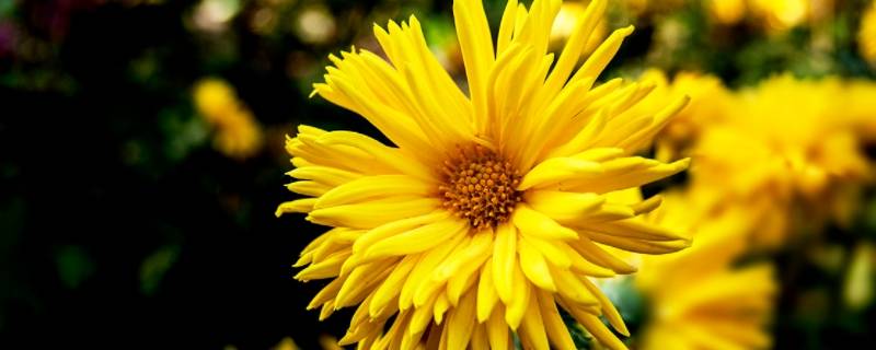 秋菊为什么能迎霜开放 霜降秋菊盛开时