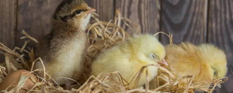 鸡西哪里有小鸡小鸭卖（农贸市场有小鸡小鸭卖）