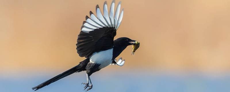烘干的面包虫喜鹊可以吃吗 烘干的面包虫喜鹊可以吃吗