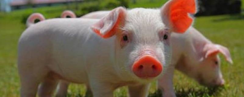 手机支付宝打一生肖 手机打个生肖