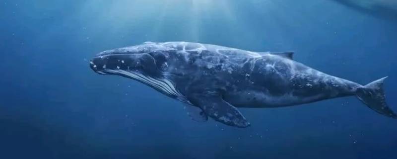蝶尾鲸存在吗