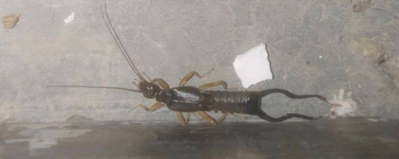 蠼螋能飞进蚊帐吗 为什么弄了蚊帐还有蚊子飞进来