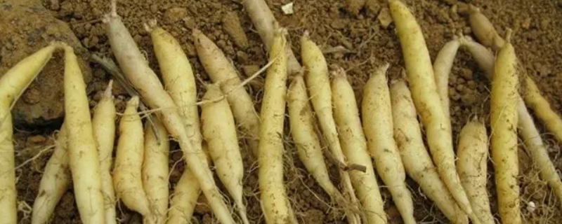 太子参与芡实的虫害（太子参虫草花芡实功效）