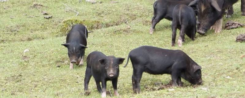 人鲜知命打一动物 鲜为人知打一动物