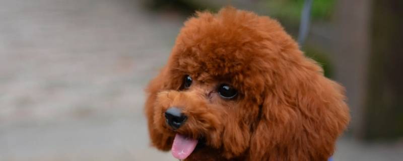 36度高温泰迪狗能在外面吗 泰迪狗能承受多低的温度