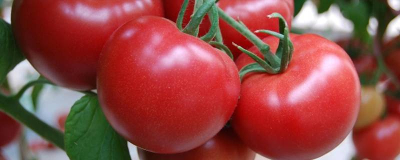 小学生种番茄目的 小学生种番茄目的是什么