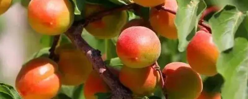 阿坝州的杏子好吃吗（阿坝州的杏子好吃吗怎么吃）