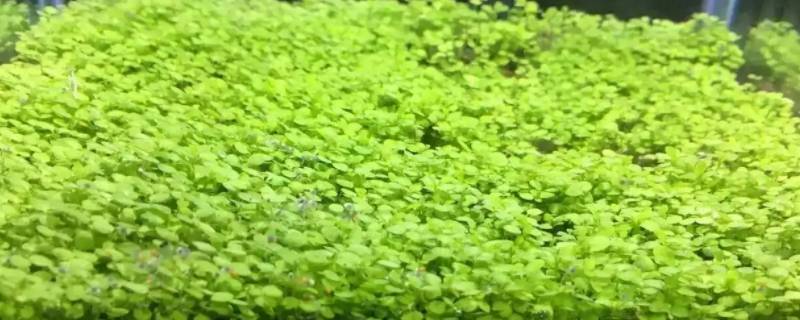 水草种子发酸 水草种子发酸的原因