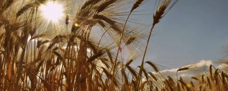麦子怕鸡粪多吗 种冬小麦撒鸡粪好吗