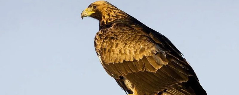 食狼鹰和金雕哪个厉害 猎鹰和金雕哪个厉害