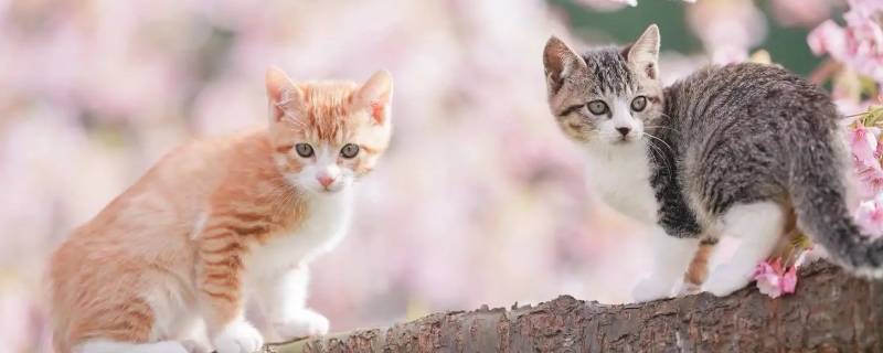 为什么猫咪喜欢睡壁龛（猫在佛龛上睡觉）