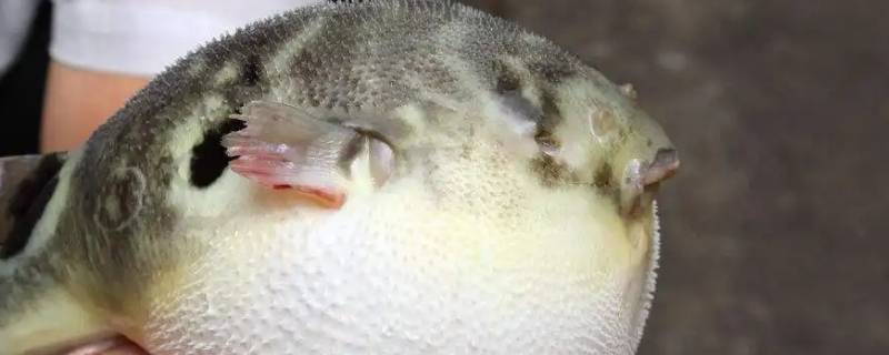 七月份有河豚吃吗（七月份有河豚吃吗视频）