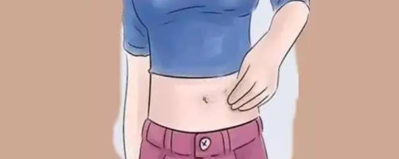 鸟类长肚脐眼有什么用（鸟的肚子里长什么样）