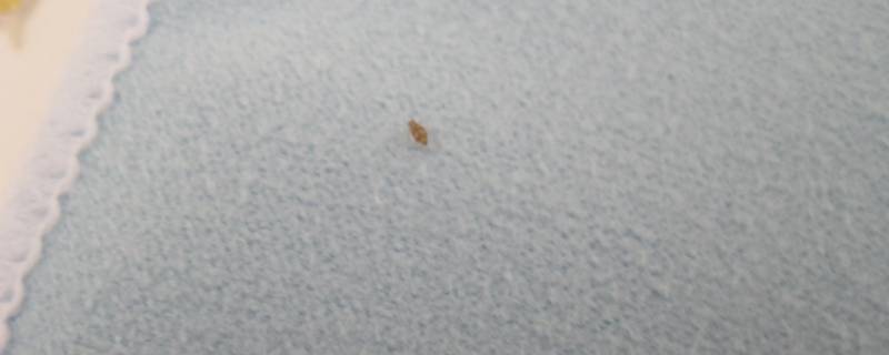 席虫会跳吗 褥虫会跳吗